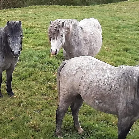 Abhainn Ri Blessington