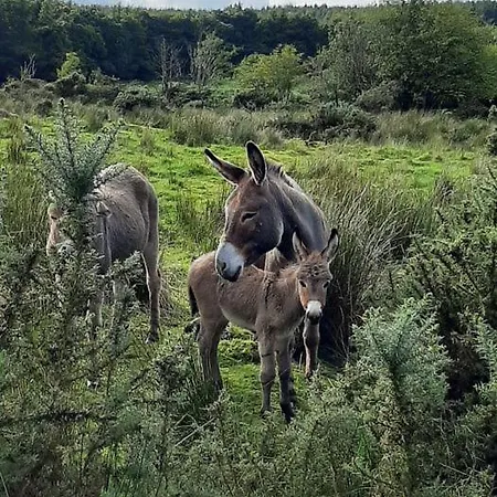 Сasa de vacaciones Abhainn Ri Blessington