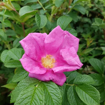 Abhainn Ri * Blessington